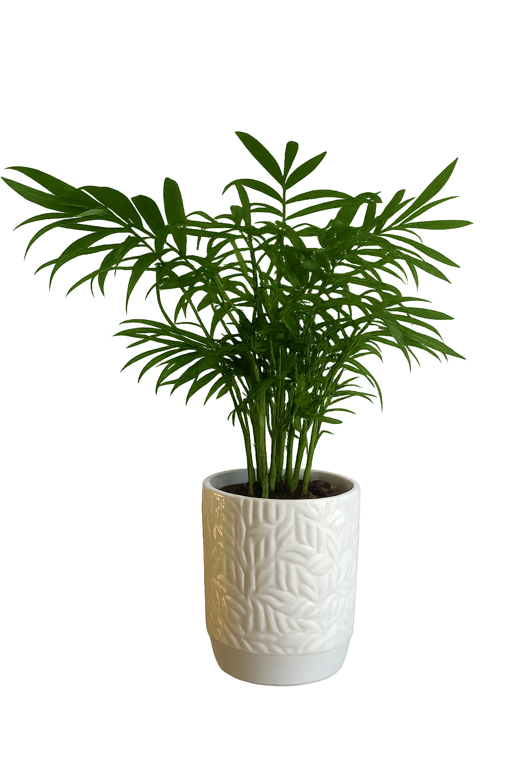 Areca Palm